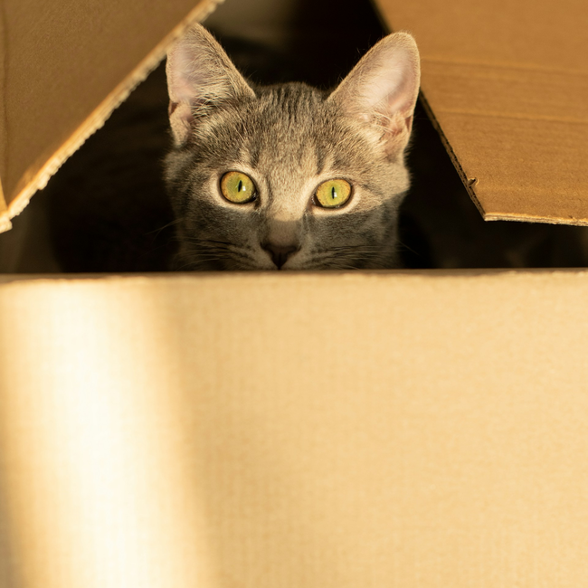 photo d'un chat dans un carton de déménagement de la société Accordem